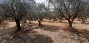 Αγροτεμάχια 2.000τ.μ. για πώληση-Ιερά πόλη μεσολογγίου