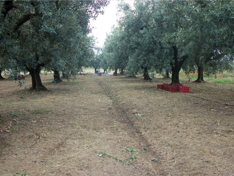 Αγροτεμάχια 8.065 τ.μ. πρός πώληση, Αιτωλοακαρνανία, Οινιάδες
