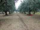 Αγροτεμάχια 8.065τ.μ. για πώληση-Οινιάδες