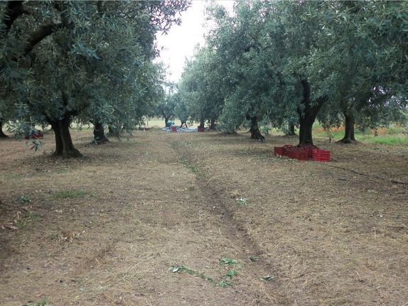 Αγροτεμάχια 8.065 τ.μ. για πώληση, Αιτωλοακαρνανία, Οινιάδες