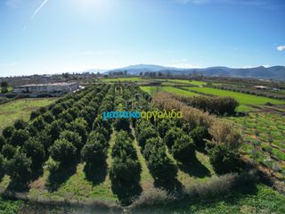 Αγροτεμάχια 7.775 τ.μ. για πώληση, Αργολίδα, Άργος-thumb-14