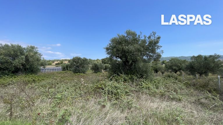 Αγροτεμάχια 5.500 τ.μ. για πώληση, Χαλκιδική, Κασσάνδρα
