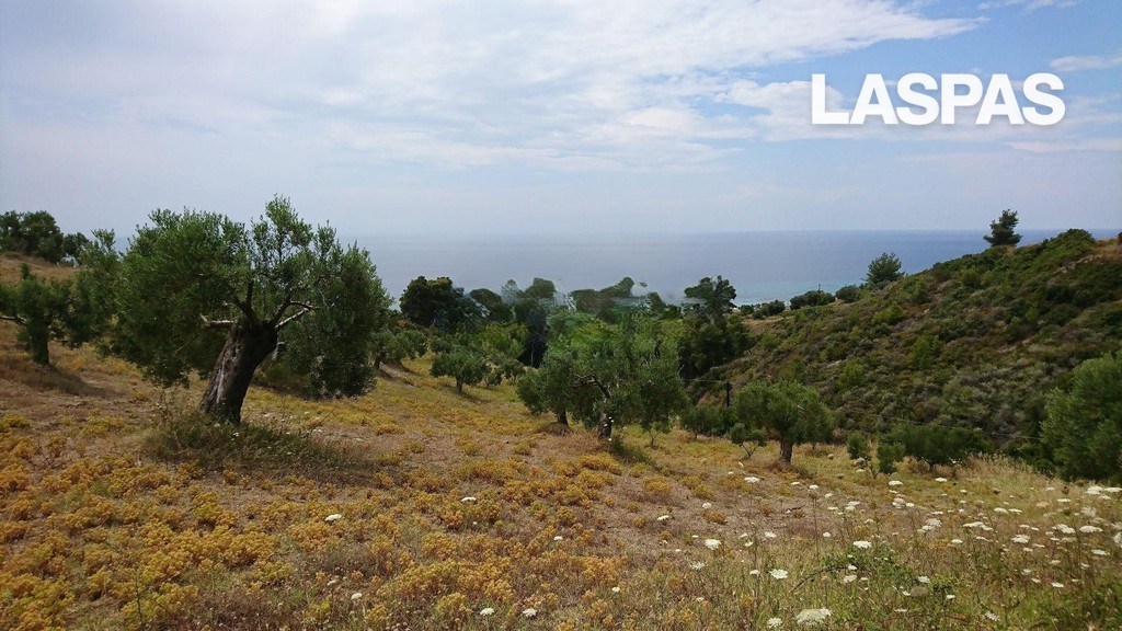 Αγροτεμάχια 8.014 τ.μ. προς πώληση, Νέα Σκιώνη