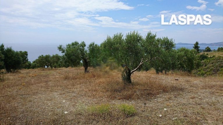 Αγροτεμάχια 8.014 τ.μ. για πώληση, Χαλκιδική, Παλλήνη