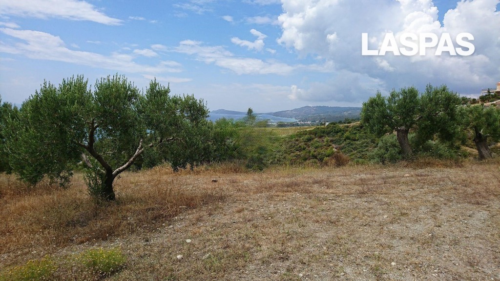 Αγροτεμάχια 8.014 τ.μ. προς πώληση, Νέα Σκιώνη