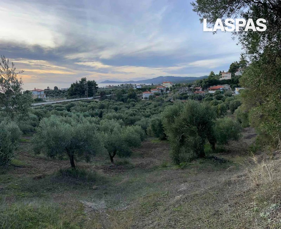 Αγροτεμάχια 6.350 τ.μ. προς πώληση, Νέα Σκιώνη