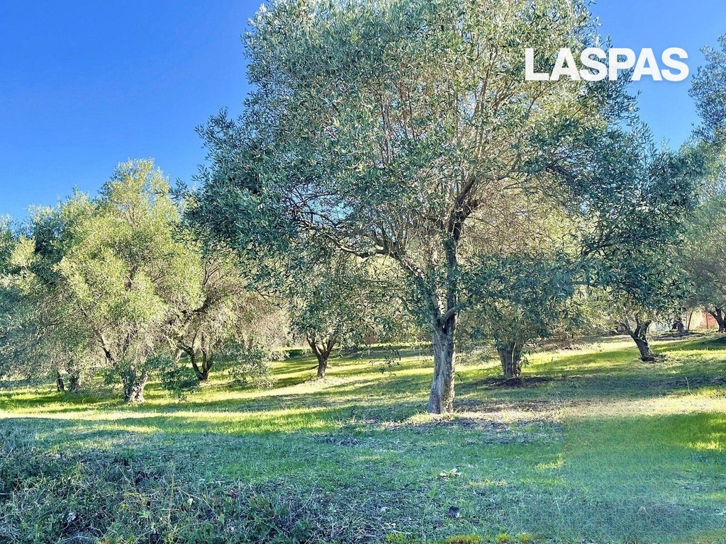 Αγροτεμάχια 5.471 τ.μ. προς πώληση, Κρυοπηγή Κασσάνδρας