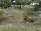 Αγροτεμάχια 2.331τ.μ. για πώληση-Κασσάνδρα