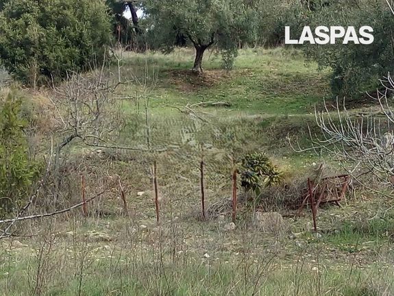 Αγροτεμάχια 2.331 τ.μ. για πώληση, Χαλκιδική, Κασσάνδρα