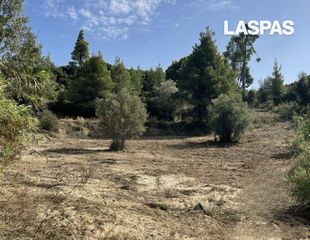 Αγροτεμάχια 6.000 τ.μ. για πώληση