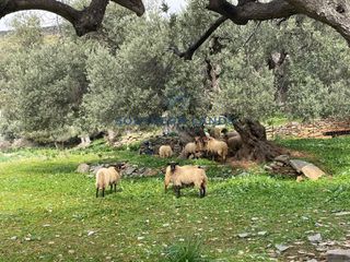 Οικόπεδο 13.500 τ.μ. προς πώληση, Παραλία Φηγιά-thumb-11