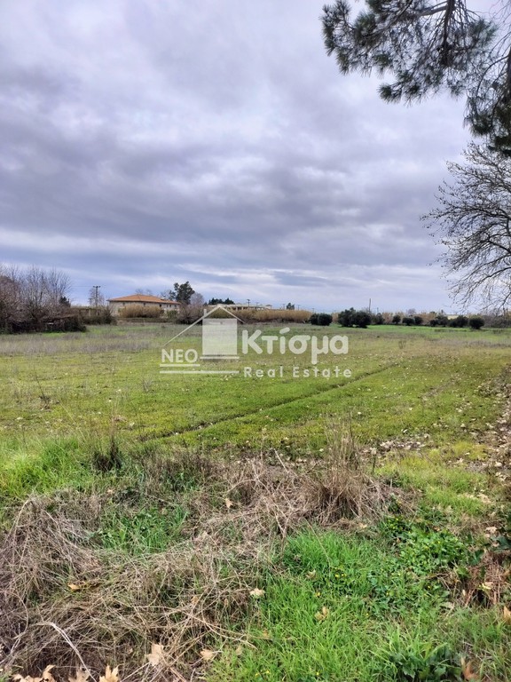 Οικόπεδο 8.000 τ.μ. πρός πώληση, Ν. Ηλείας, Πύργος