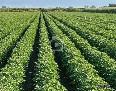 Αγροτεμάχια 8.000 τ.μ. για πώληση, Ν. Καρδίτσας, Μητρόπολη
