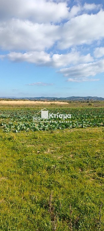 Αγροτεμάχια 9.026 τ.μ. προς πώληση, Καρούτες Αρχαίας Ολυμπίας