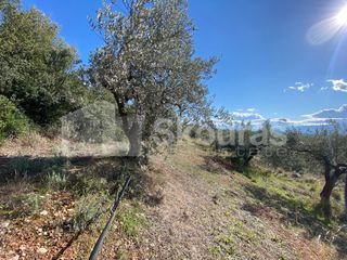 Αγροτεμάχια 6.996 τ.μ. προς πώληση, Μυκήνες-thumb-18