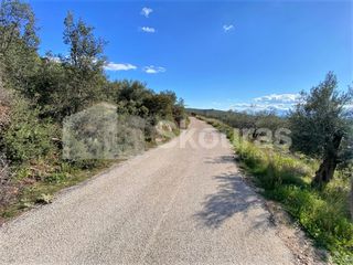 Αγροτεμάχια 6.996 τ.μ. προς πώληση, Μυκήνες-thumb-14