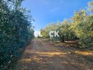 Αγροτεμάχια 6.800τ.μ. για πώληση-Ορμύλια » Ευαγγελισμός της θεοτόκου