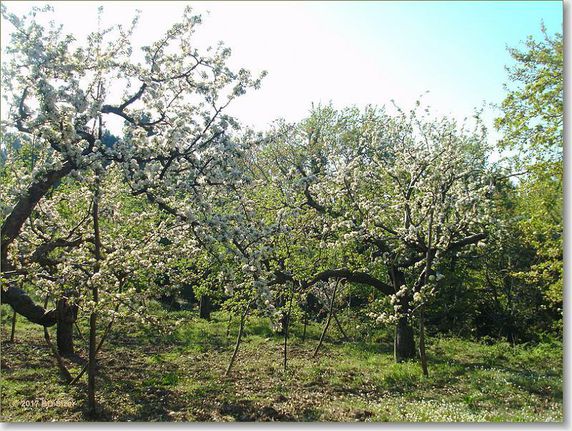 Αγροτεμάχια 7.092 τ.μ. για πώληση, Μαγνησία, Μηλιές