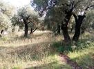 Land plot 2.400sqm for sale-Agria » Anemoutsa