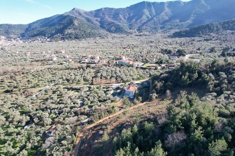 Αγροτεμάχια 4.990τ.μ. για πώληση-Θάσος » Ποταμιά
