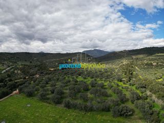 Αγροτεμάχια 6.412 τ.μ. προς πώληση, Μαλαντρένι-thumb-7