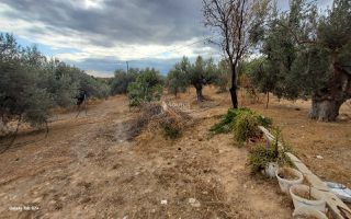 Αγροτεμάχια 7.000 τ.μ. για πώληση, Αργολίδα, Κρανίδι-thumb-21