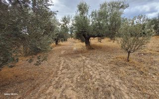 Αγροτεμάχια 7.000 τ.μ. για πώληση, Αργολίδα, Κρανίδι-thumb-22