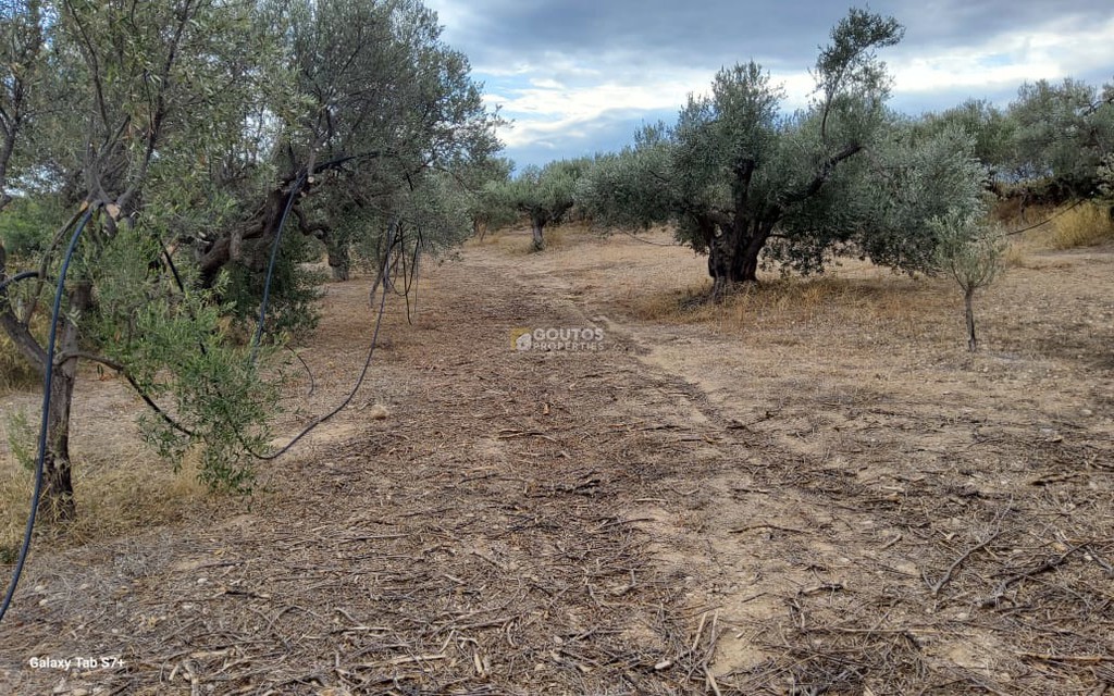 Αγροτεμάχια 7.000 τ.μ. πρός πώληση, Αργολίδα, Κρανίδι