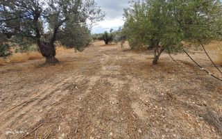 Αγροτεμάχια 7.000 τ.μ. για πώληση, Αργολίδα, Κρανίδι-thumb-23