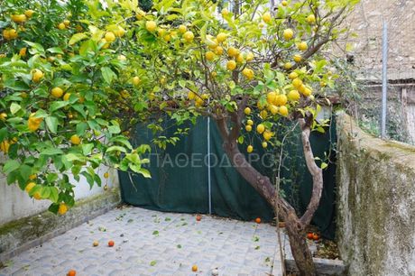 Detached home 58sqm for sale-Patra