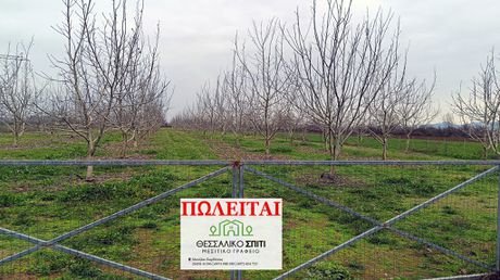Αγροτεμάχια 8.500τ.μ. για πώληση-Γόμφοι » Κέντρο