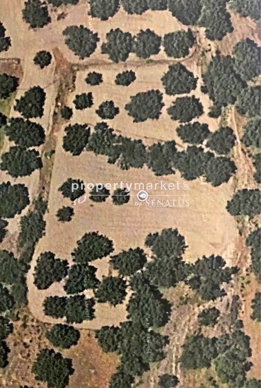 Αγροτεμάχια 1.500 τ.μ. προς πώληση, Κεντρί