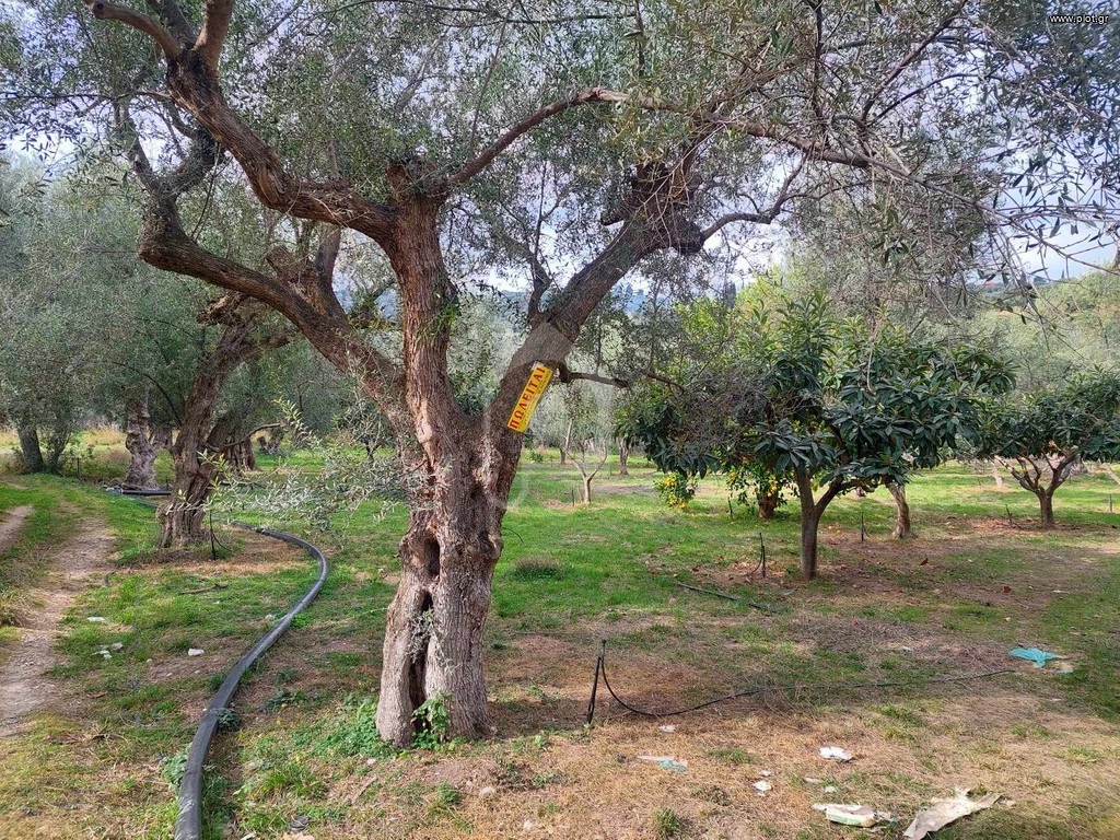 Αγροτεμάχια 1.988 τ.μ. προς πώληση, Κέντρο Αιγείρας