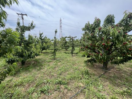 Parcel 4.500sqm for sale-Traianoupoli » Loutra Traianoupolis