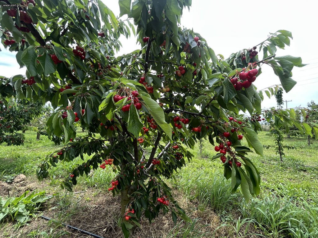 Αγροτεμάχια 4.500 τ.μ. πρός πώληση, Εβρος, Τραϊανούπολη