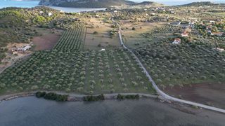 Αγροτεμάχια 9.800 τ.μ. για πώληση, Αργολίδα, Ερμιόνη-thumb-10
