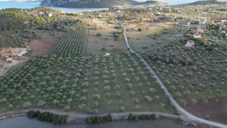 Αγροτεμάχια 9.800 τ.μ. για πώληση, Αργολίδα, Ερμιόνη-thumb-11