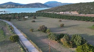 Αγροτεμάχια 9.800 τ.μ. για πώληση