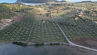 Αγροτεμάχια 9.800 τ.μ. για πώληση, Αργολίδα, Ερμιόνη-thumb-9