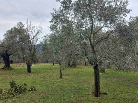 Αγροτεμάχια 8.150τ.μ. για πώληση-Θάσος » Ποταμιά