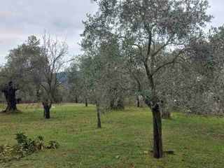 Αγροτεμάχια 8.150 τ.μ. για πώληση
