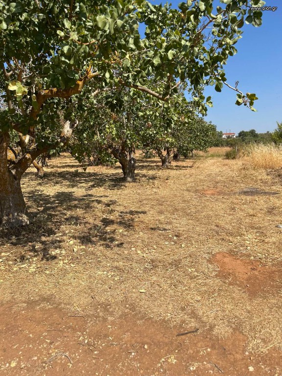 Οικόπεδο 682 τ.μ. πρός πώληση, Εβρος, Αλεξανδρούπολη