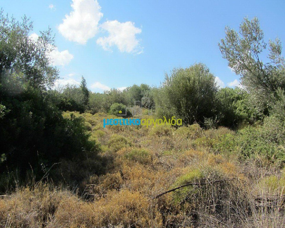 Αγροτεμάχια 10.500 τ.μ. προς πώληση, Φίχτι