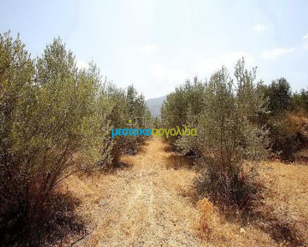 Parcel 3.500sqm for sale-Koutsopodi