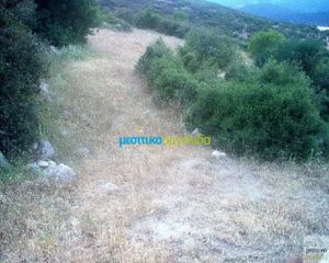 Οικόπεδο 12.000 τ.μ. για πώληση, Αργολίδα, Ασκληπιείο-thumb-15