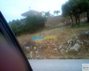 Οικόπεδο 12.000 τ.μ. για πώληση, Αργολίδα, Ασκληπιείο-thumb-12