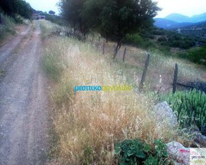 Οικόπεδο 12.000 τ.μ. για πώληση, Αργολίδα, Ασκληπιείο-thumb-18