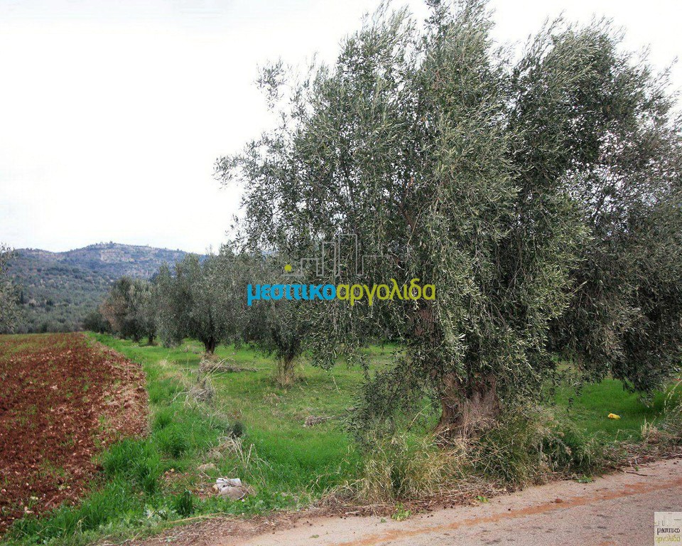 Αγροτεμάχια 3.500 τ.μ. προς πώληση, Φίχτι
