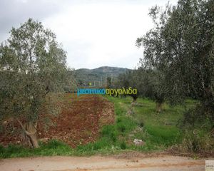 Αγροτεμάχια 3.500 τ.μ. προς πώληση, Φίχτι-thumb-2
