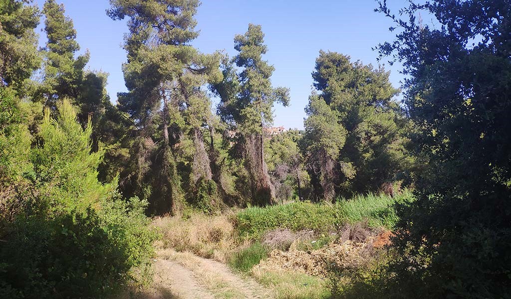 Αγροτεμάχια 8.000 τ.μ. πρός πώληση, Χαλκιδική, Κασσάνδρα